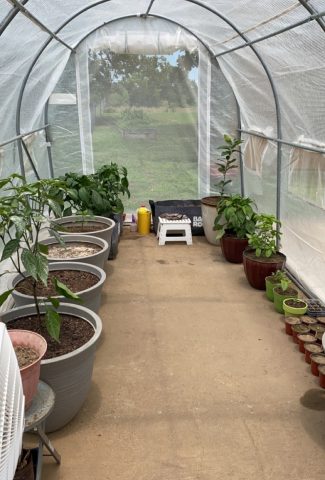 plants indoors