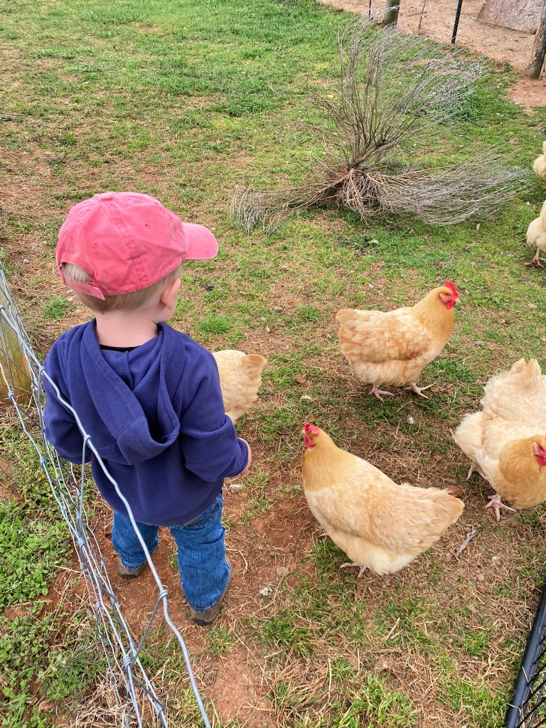 raising chickens