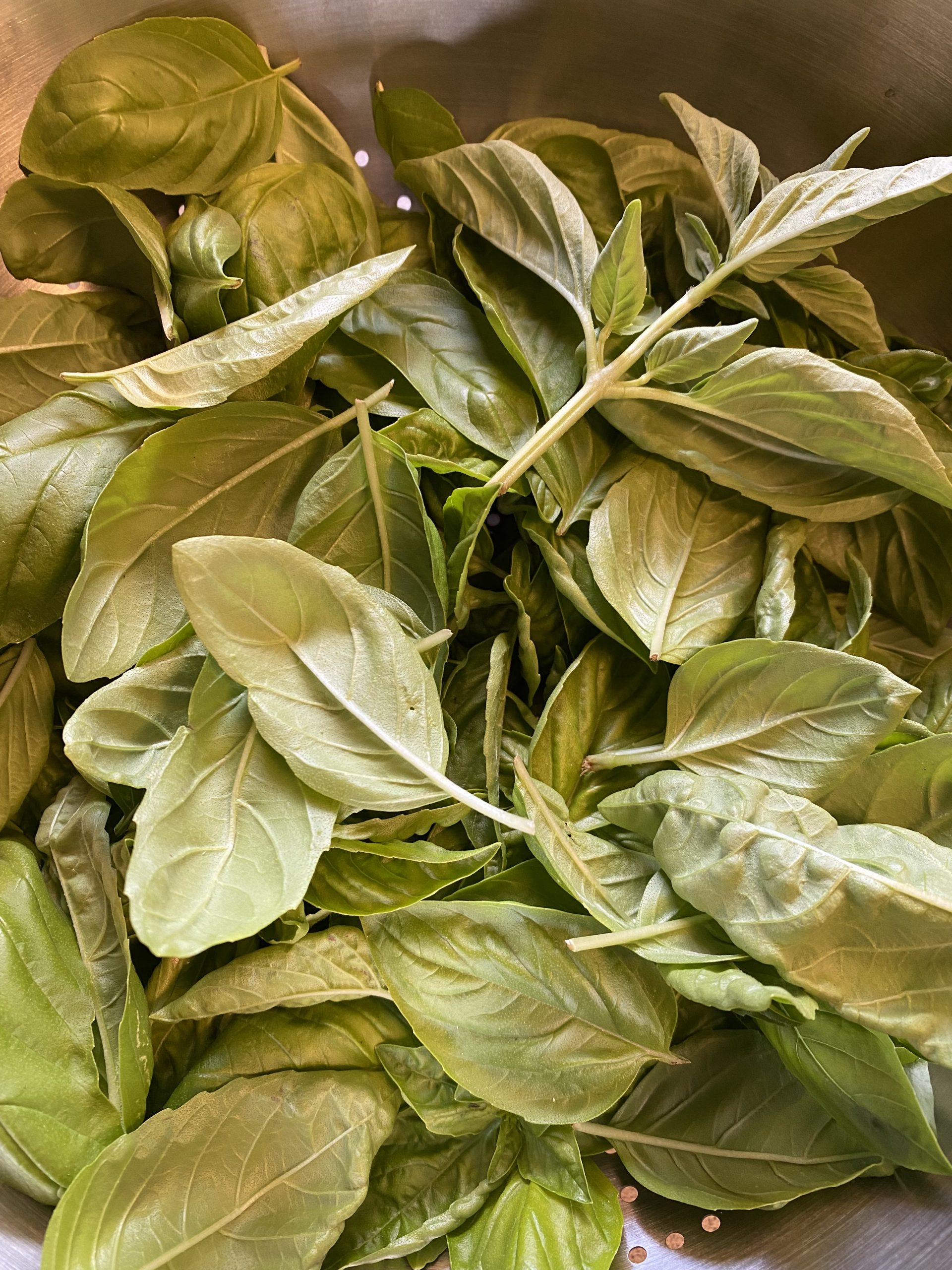 How to Dry Basil Nelson Road Garden