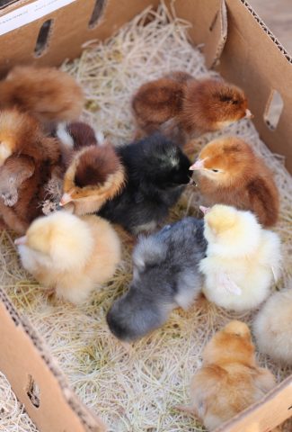 Chickens that just hatched