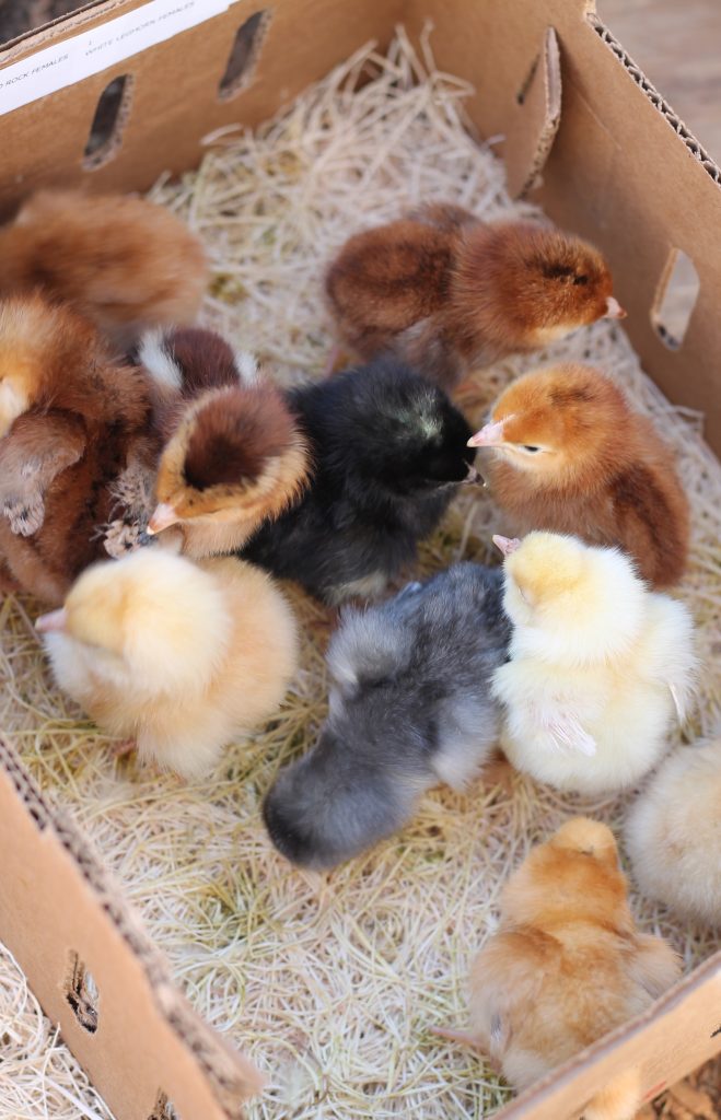 Chickens that just hatched